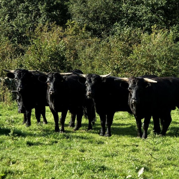 We are running low on stocks of Dexter Beef! Grab it before it goes out of season. 
We currently have hindquarter cuts left: Rump, Fillet, Topside etc. 
Our next speciality meat will be Herdwick Lamb, which will be available from the beginning of February.