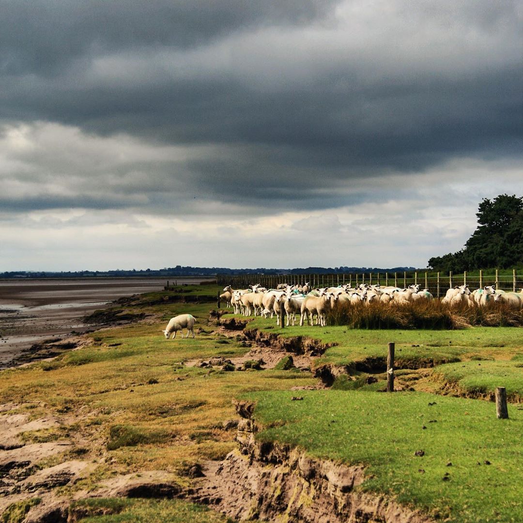 Solway Salt Marsh Lamb is now in stock! 
It’s back in season and back in our food halls and online until the end of October. 
See the link in our bio to find out more info on this amazing regional delicacy 🐑🌊